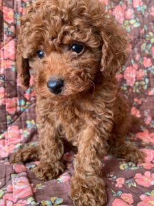 Міні той-пуделі — елітні цуценята