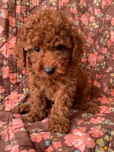 Міні той-пуделі — елітні цуценята