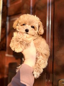 Хлопчик мальтіпу ф1