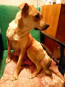 Цуценята дівчата в люблячу родину