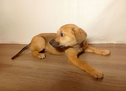 Цуценята дівчата в люблячу родину