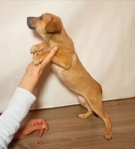 Цуценята дівчата в люблячу родину