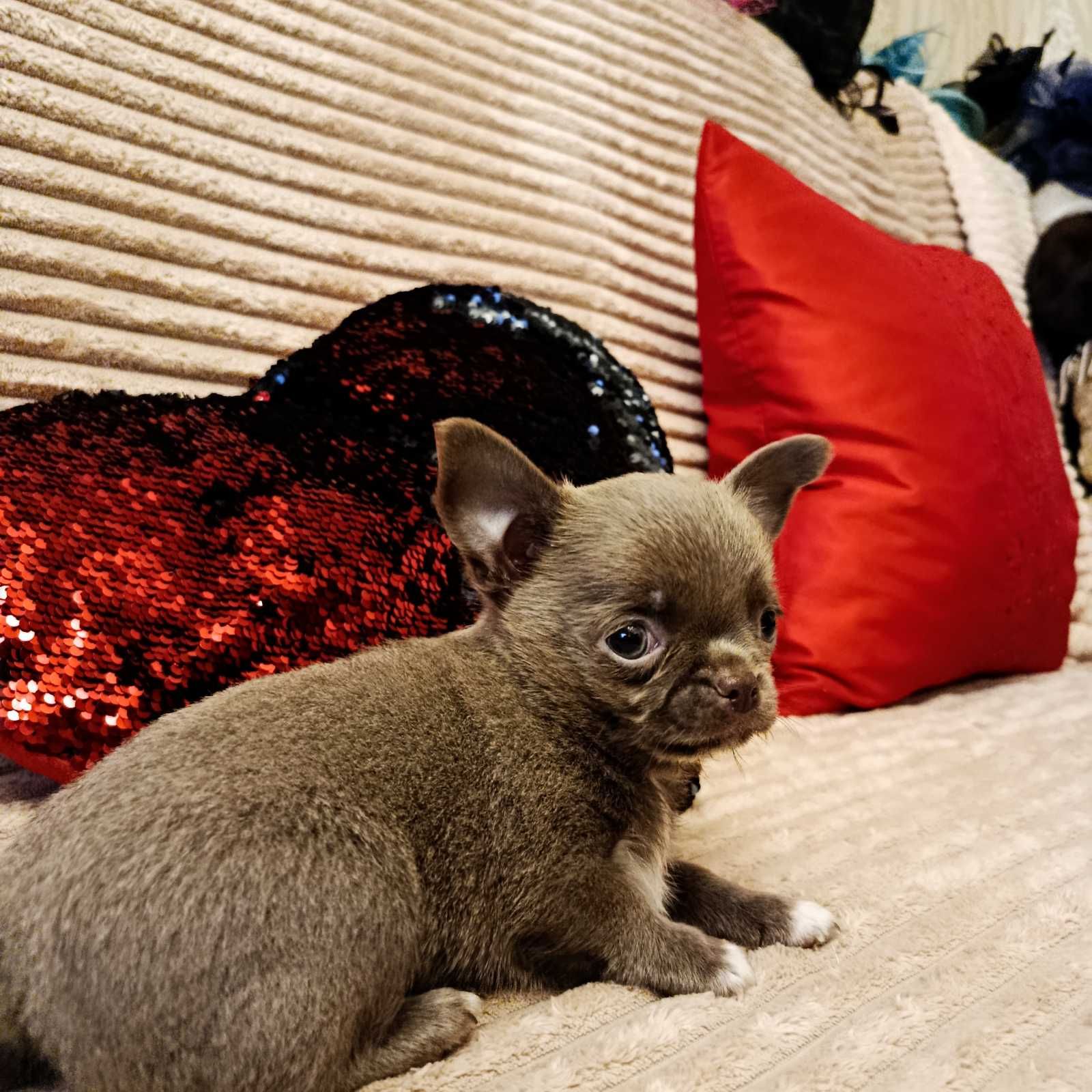 Чихуахуа хлопчик