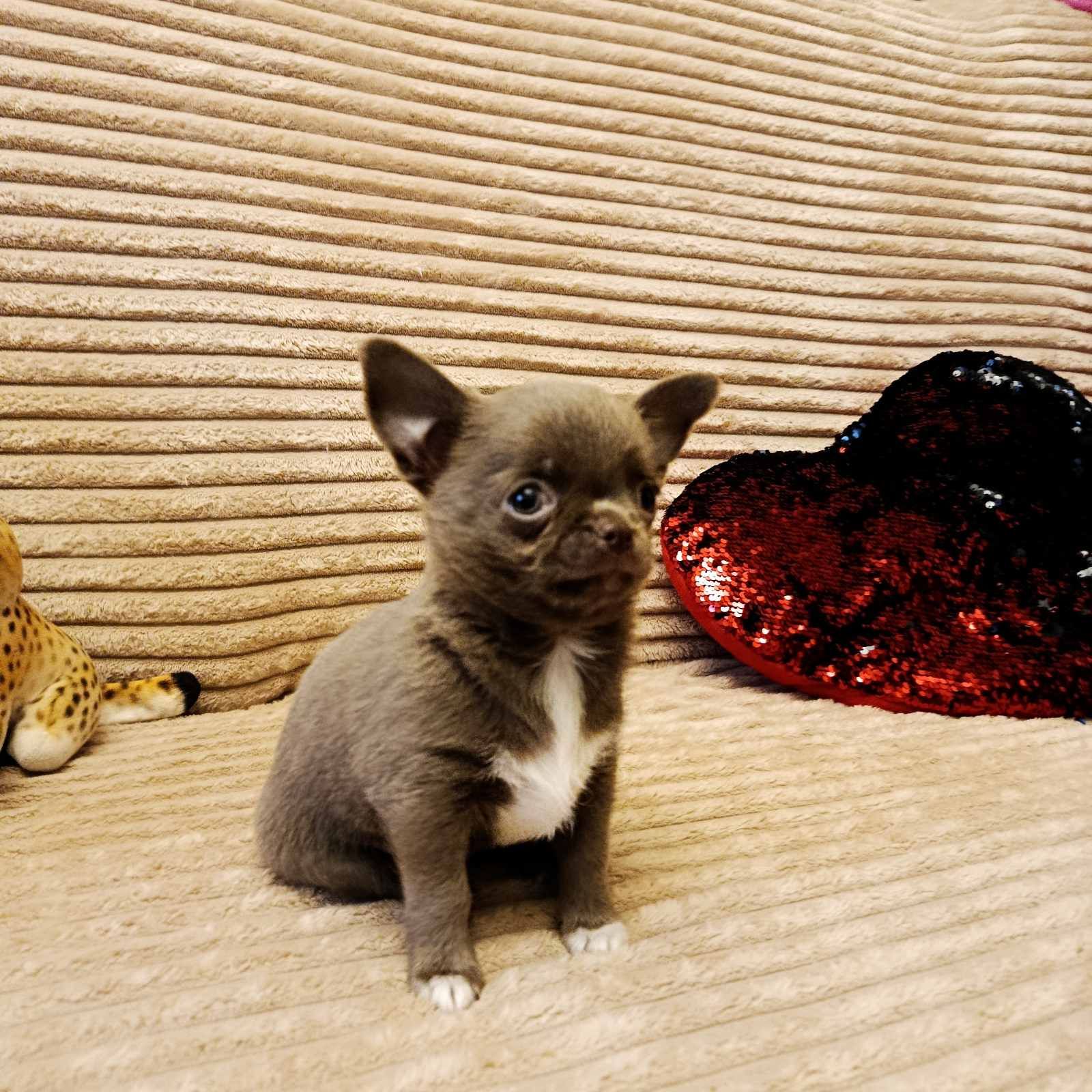 Чихуахуа хлопчик