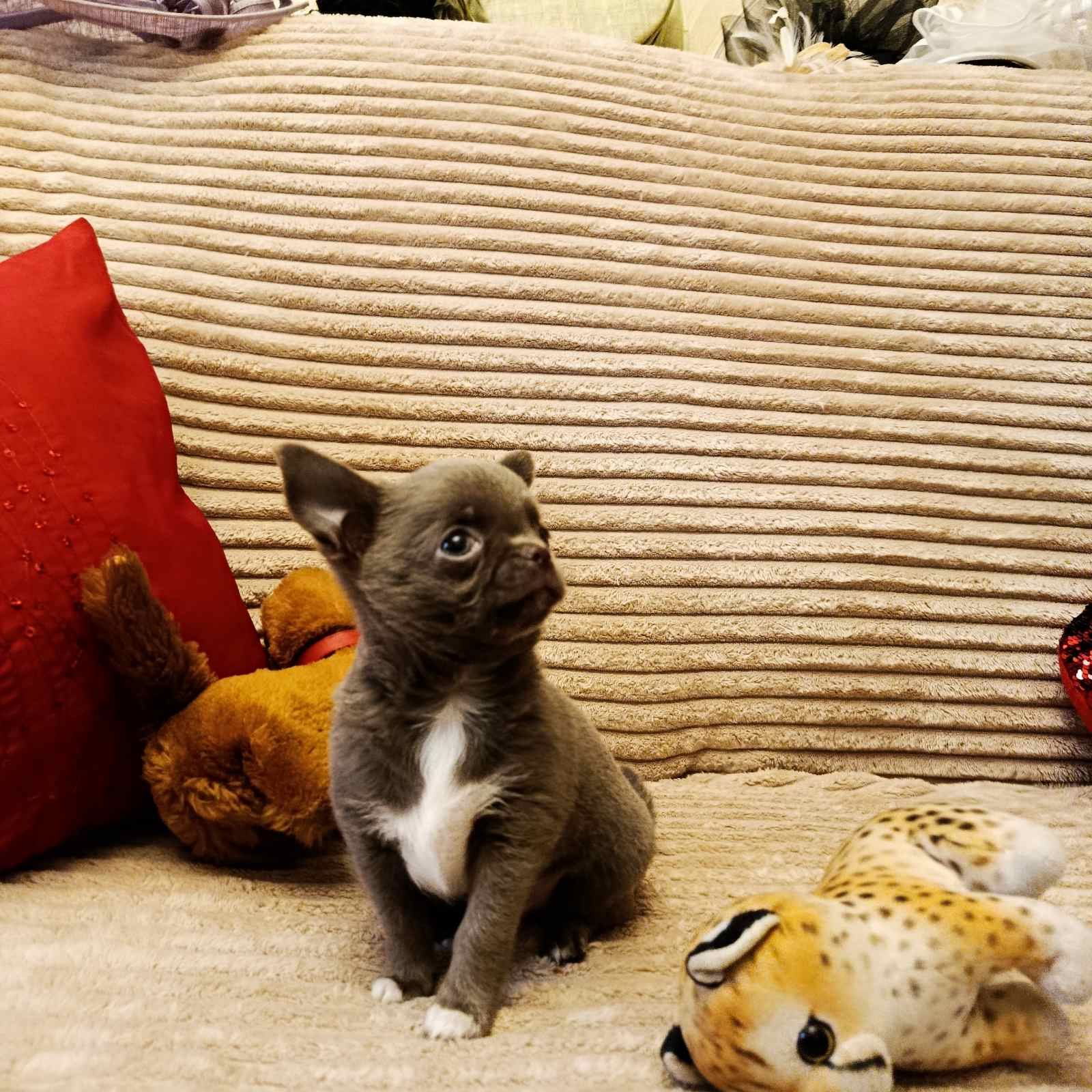 Чихуахуа хлопчик