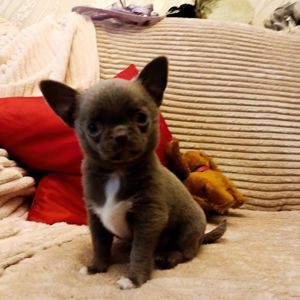 Чихуахуа хлопчик