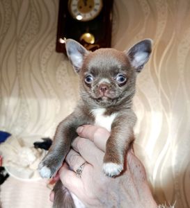 Чихуахуа хлопчик