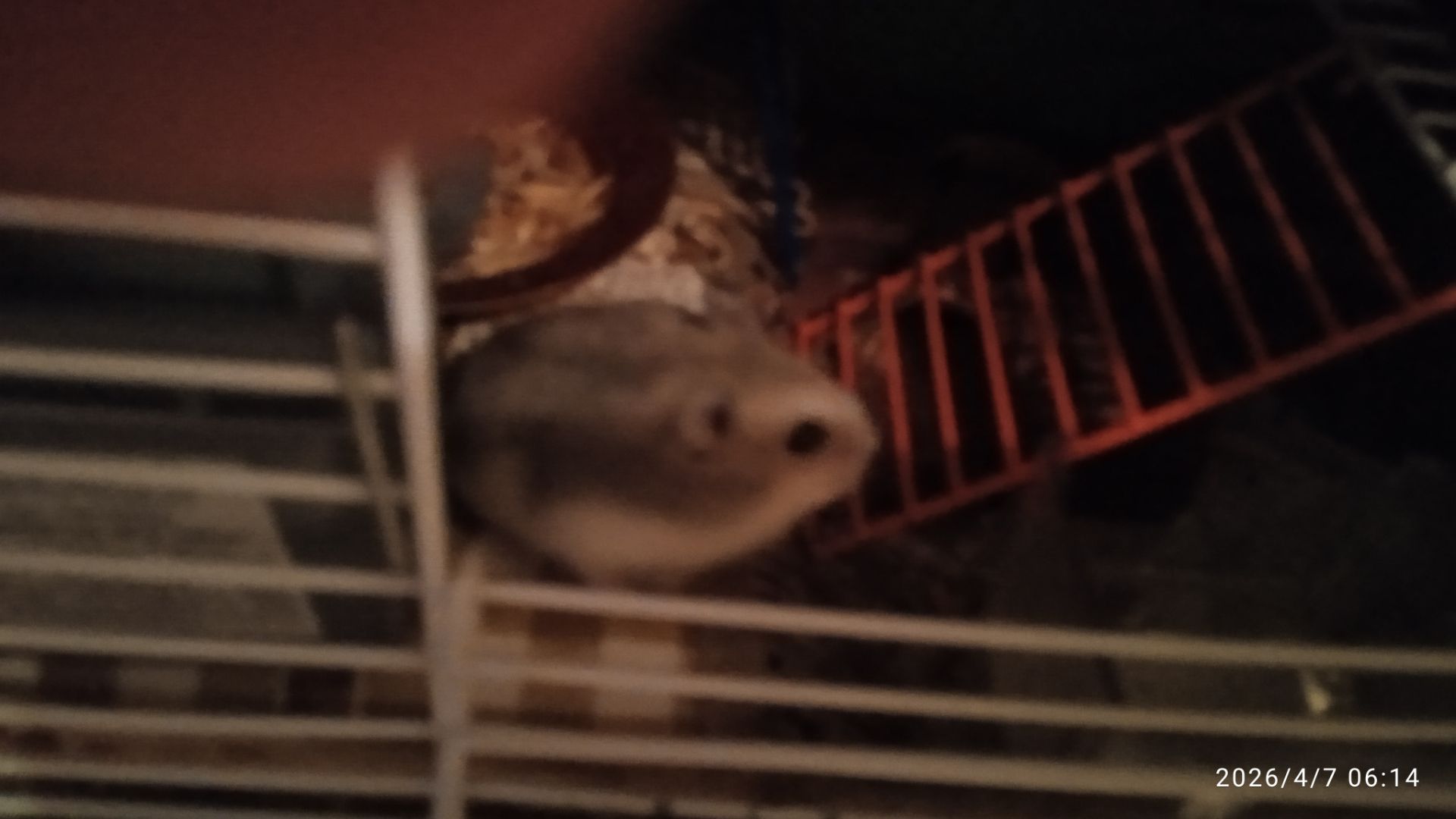 Милі джунгарські хом'ячки! 🐹 Ручні малюки! Продам в надійні руки