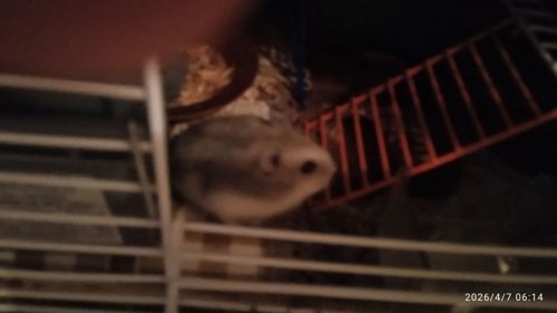 Милі джунгарські хом'ячки! 🐹 Ручні малюки! Продам в надійні руки