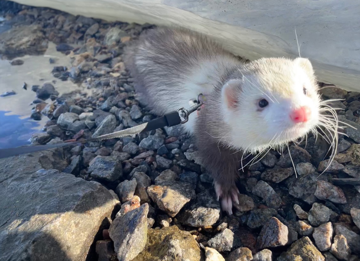 Тхір сінамон
