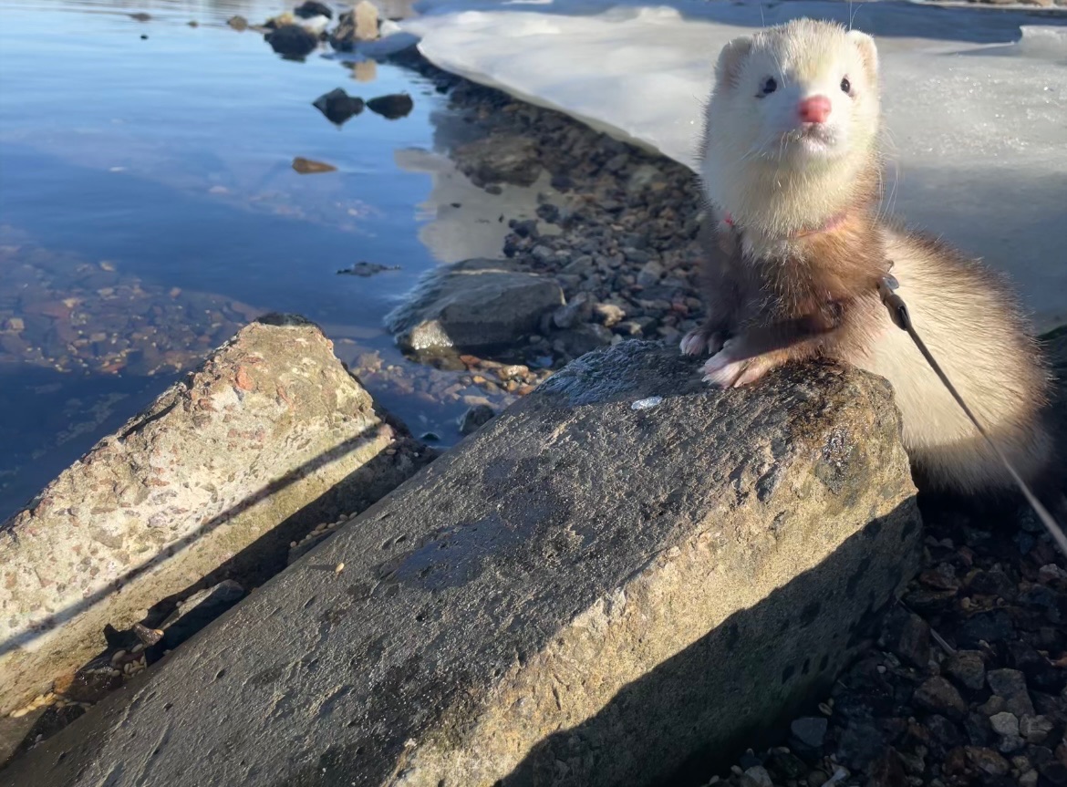 Тхір сінамон