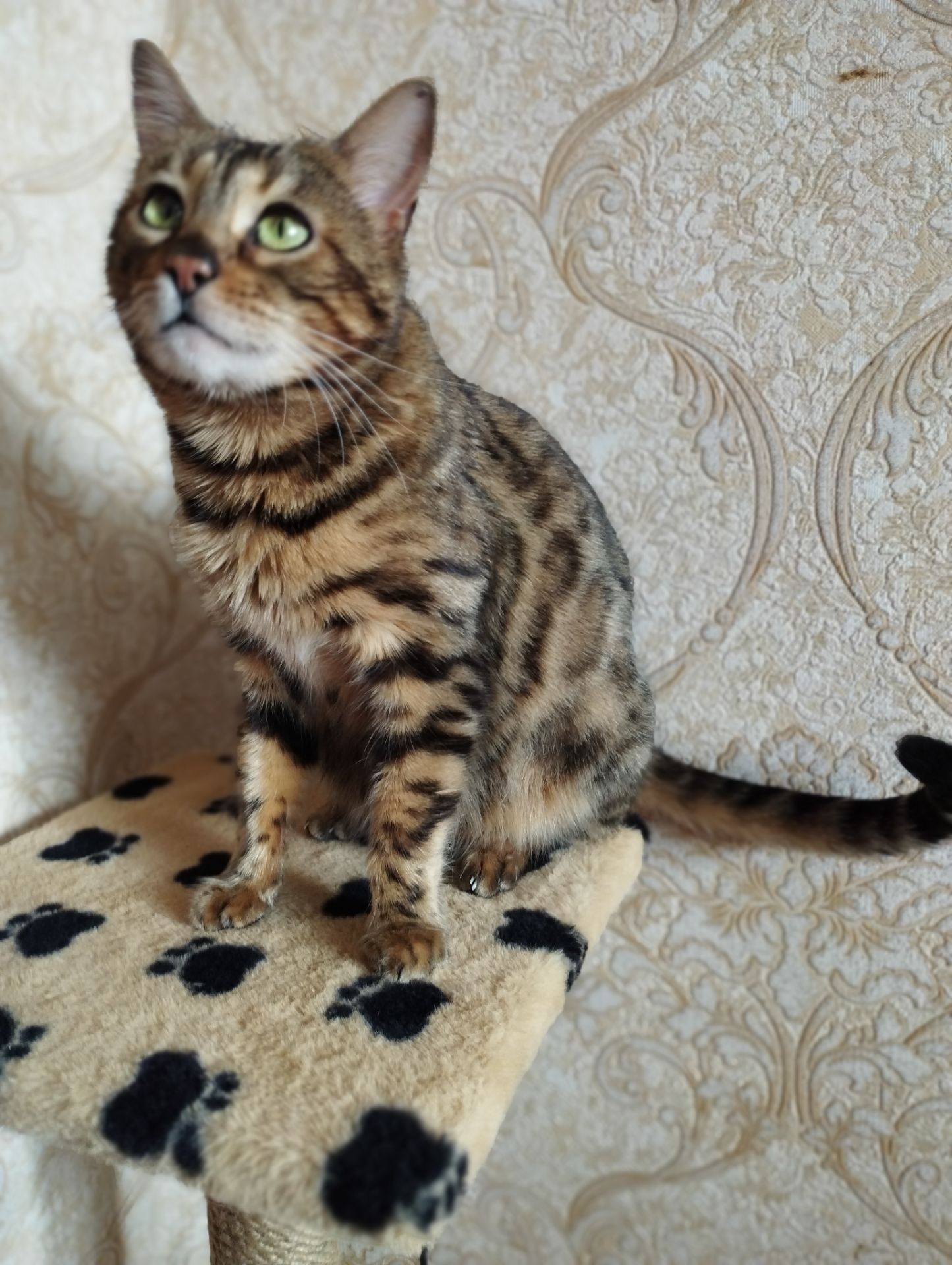 Продам Бенгальські кошенята