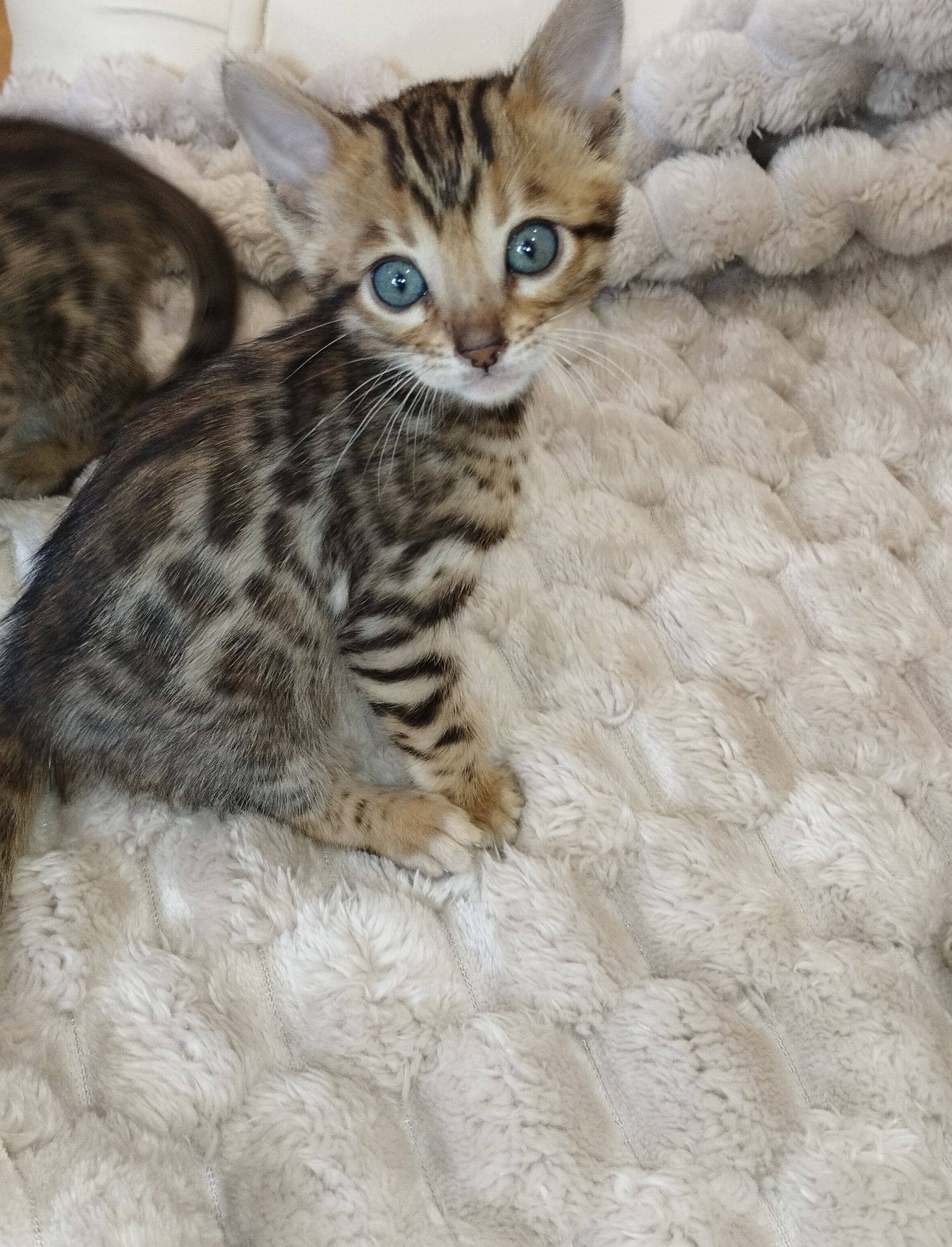 Продам Бенгальські кошенята