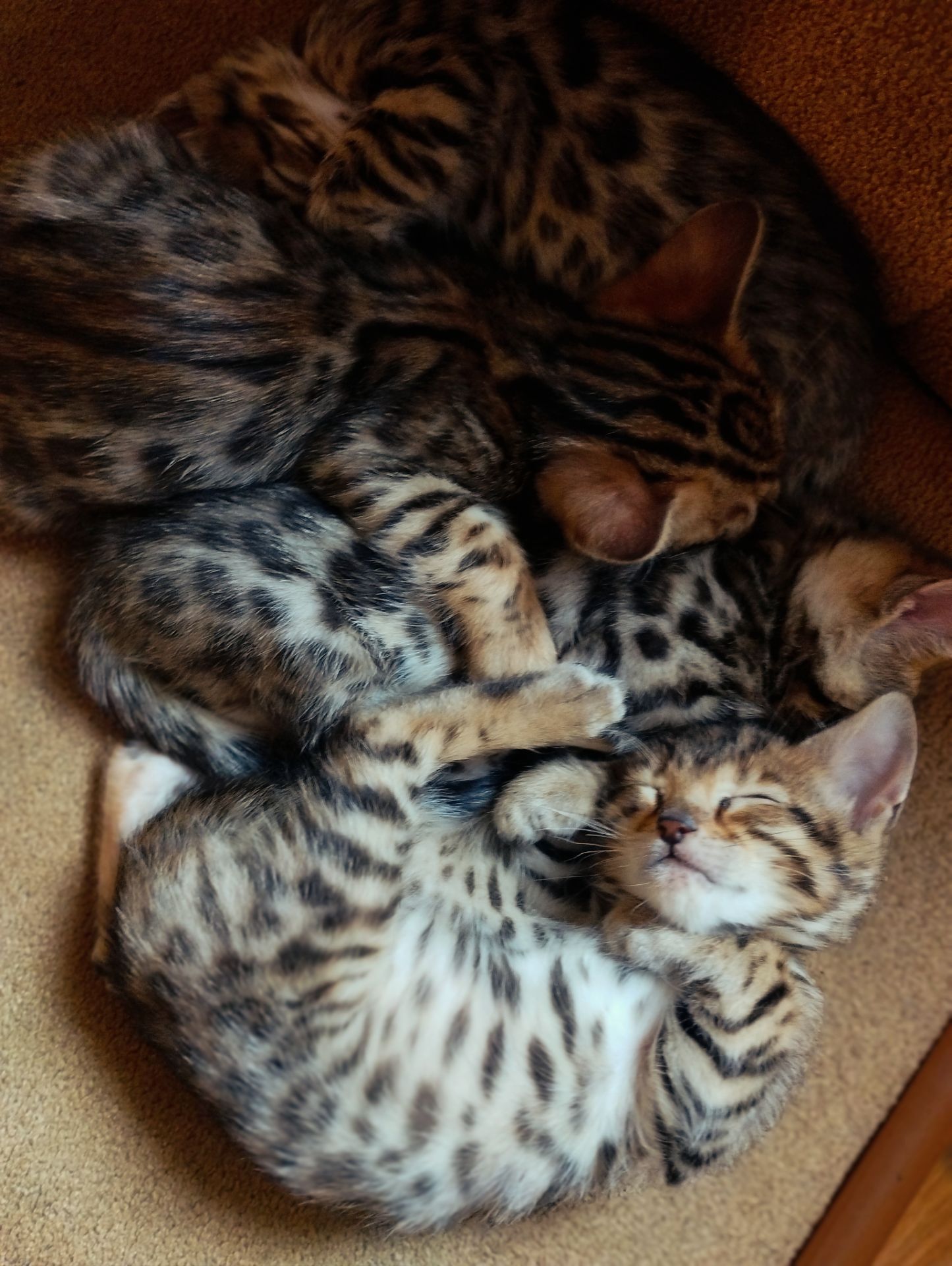 Продам Бенгальські кошенята