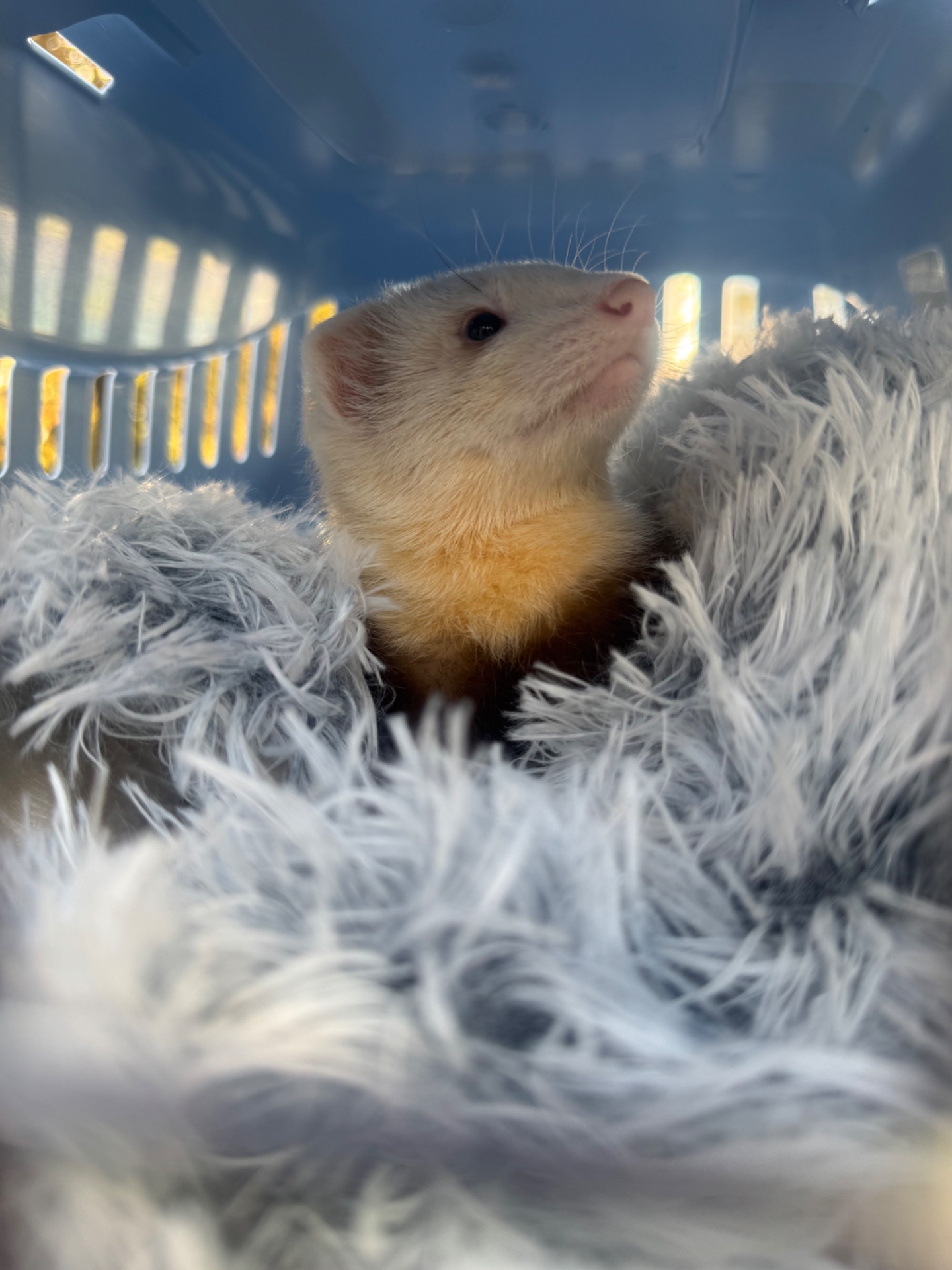 Тхір сінамон