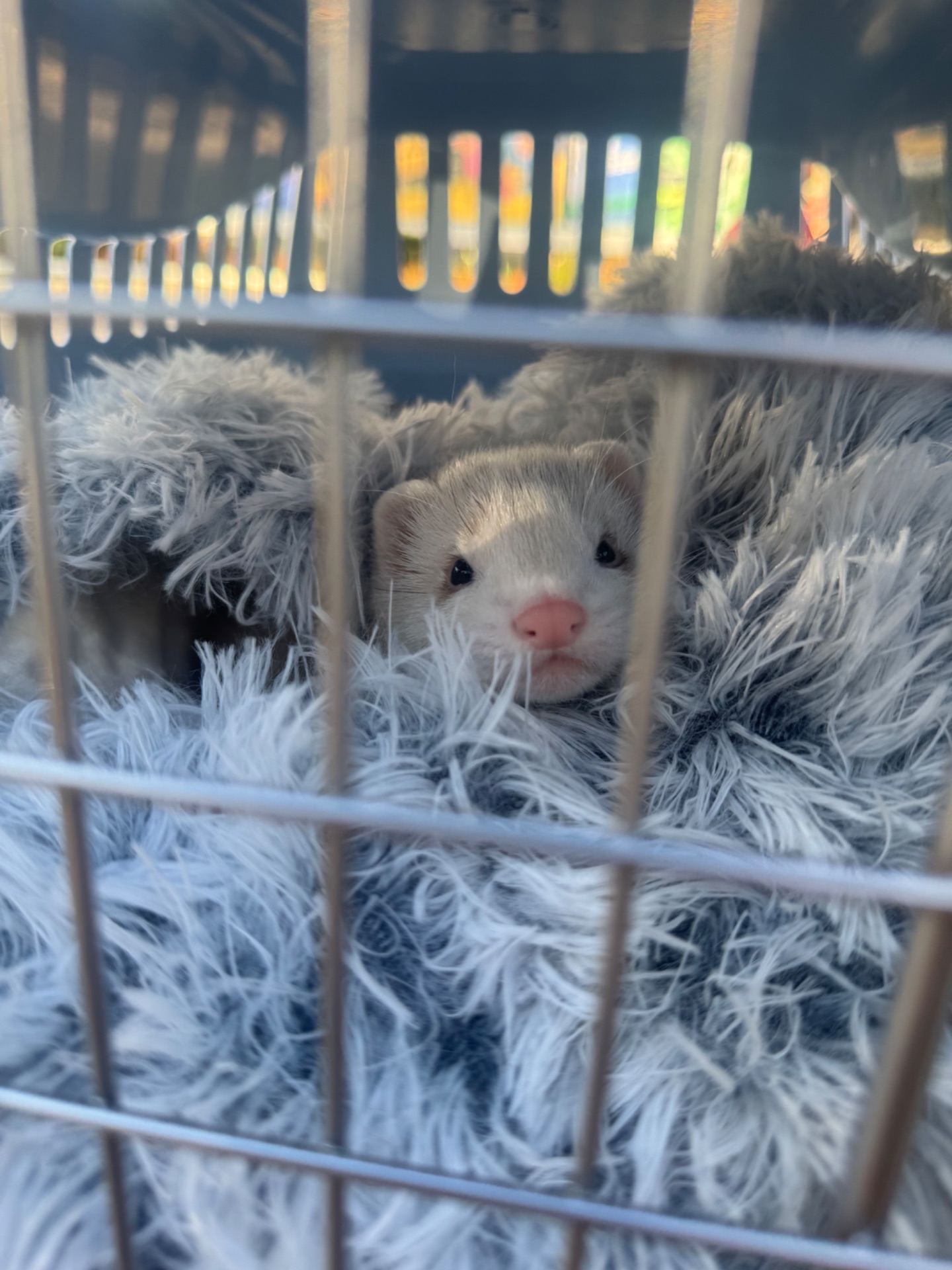 Тхір сінамон