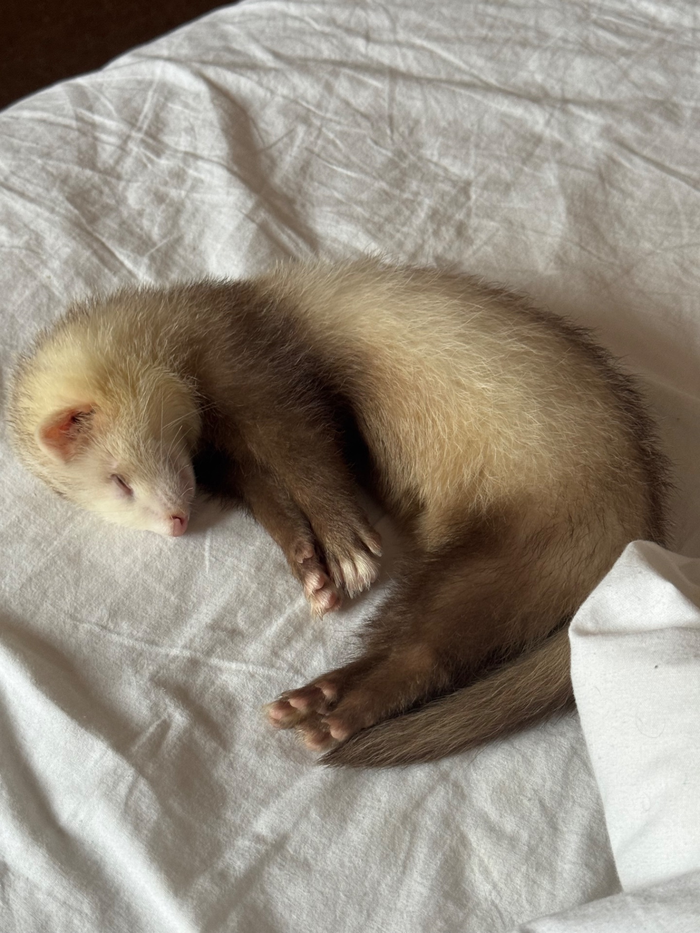 Тхір сінамон