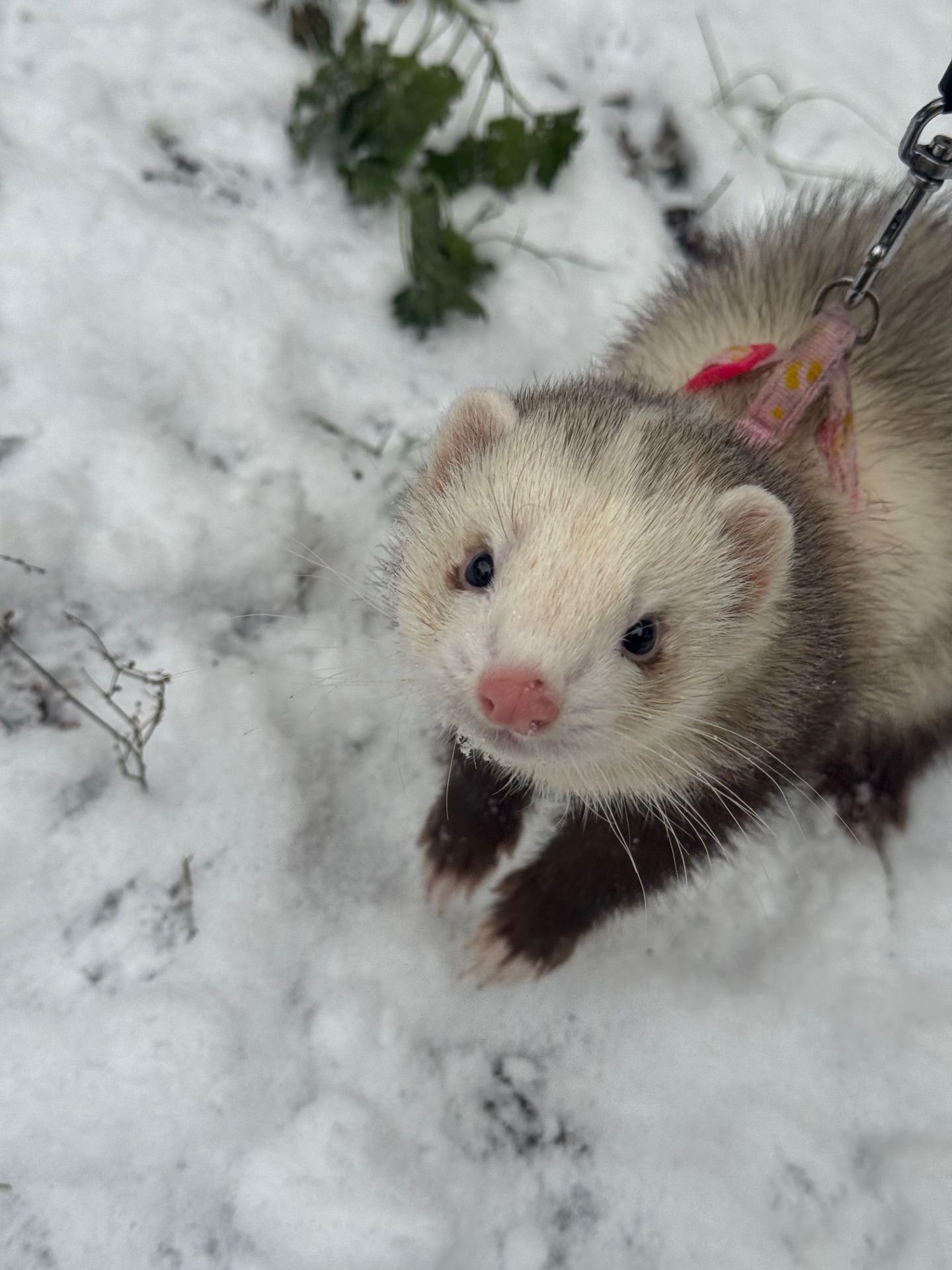 Тхір сінамон