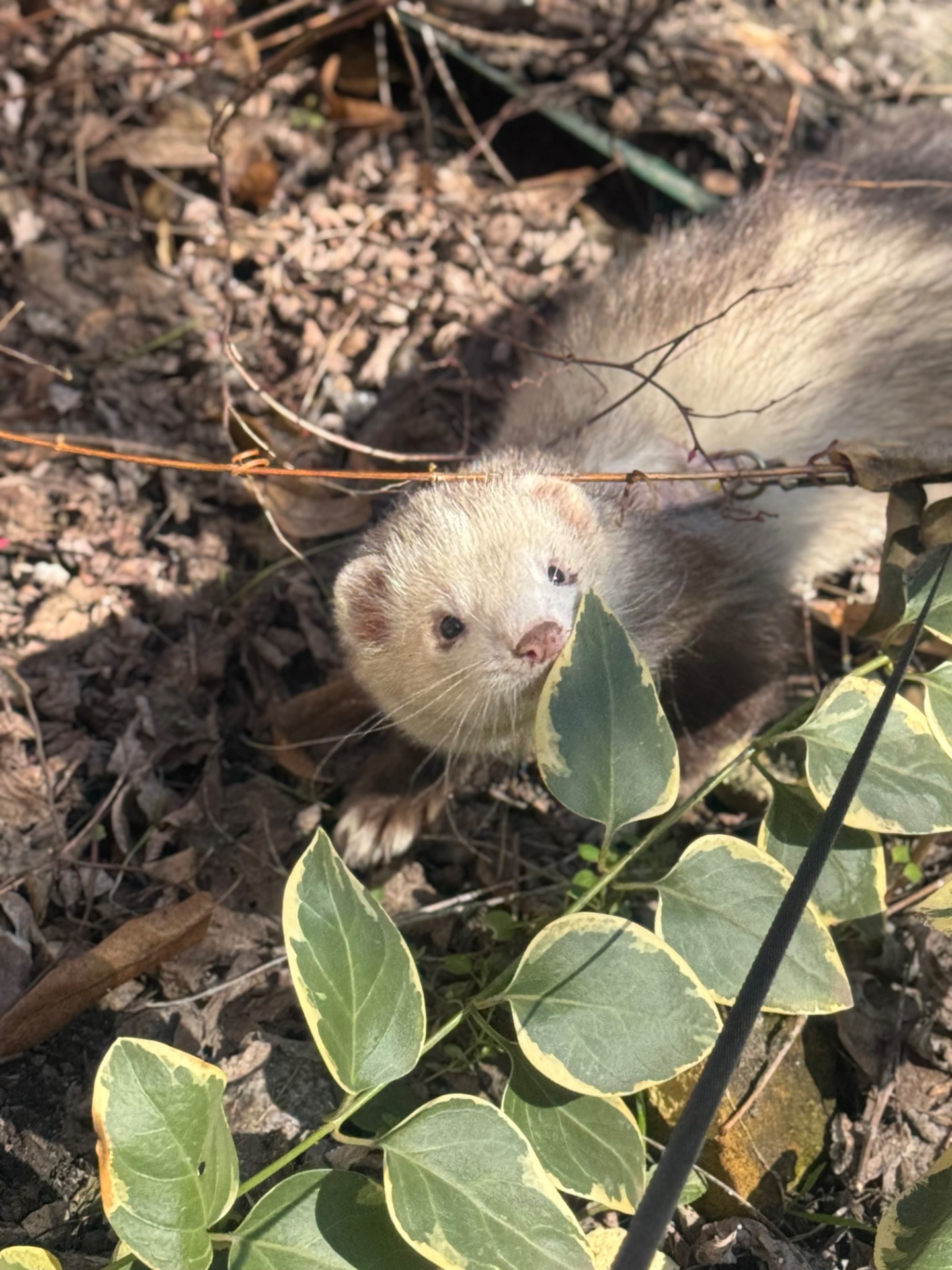 Тхір сінамон