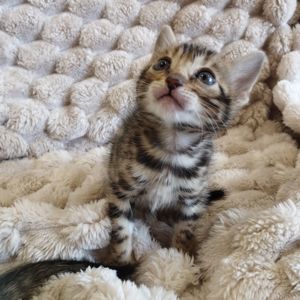 Продам Бенгальські кошенята