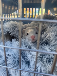 Тхір сінамон