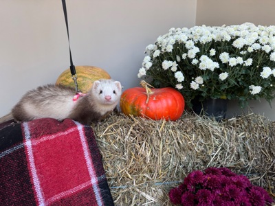 Тхір сінамон