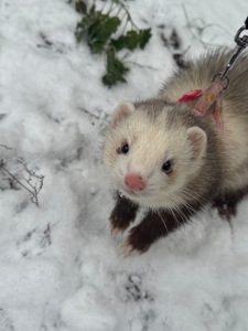 Тхір сінамон