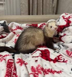 Тхір сінамон