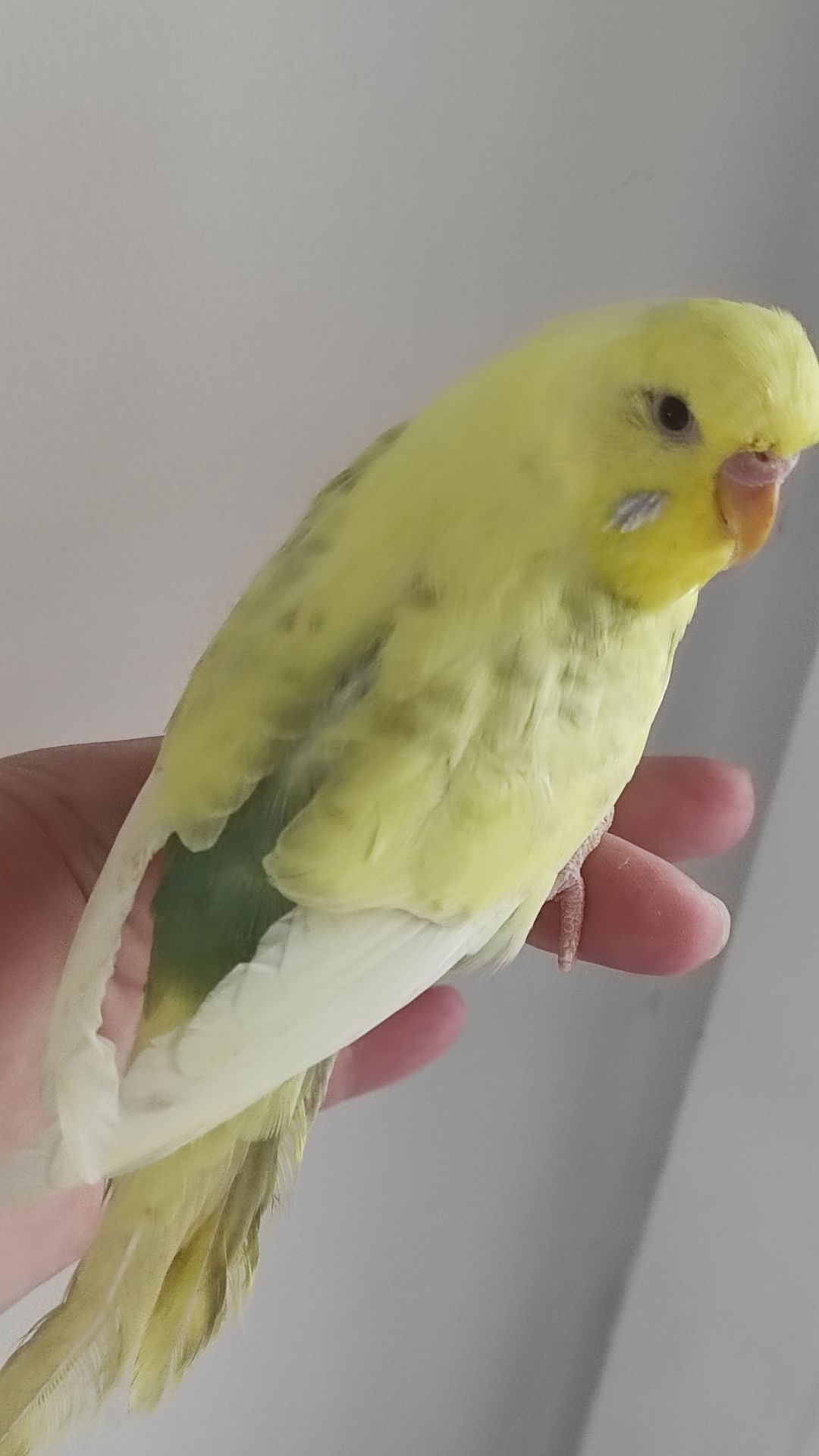 Продам радужных волнистых попугайчиков