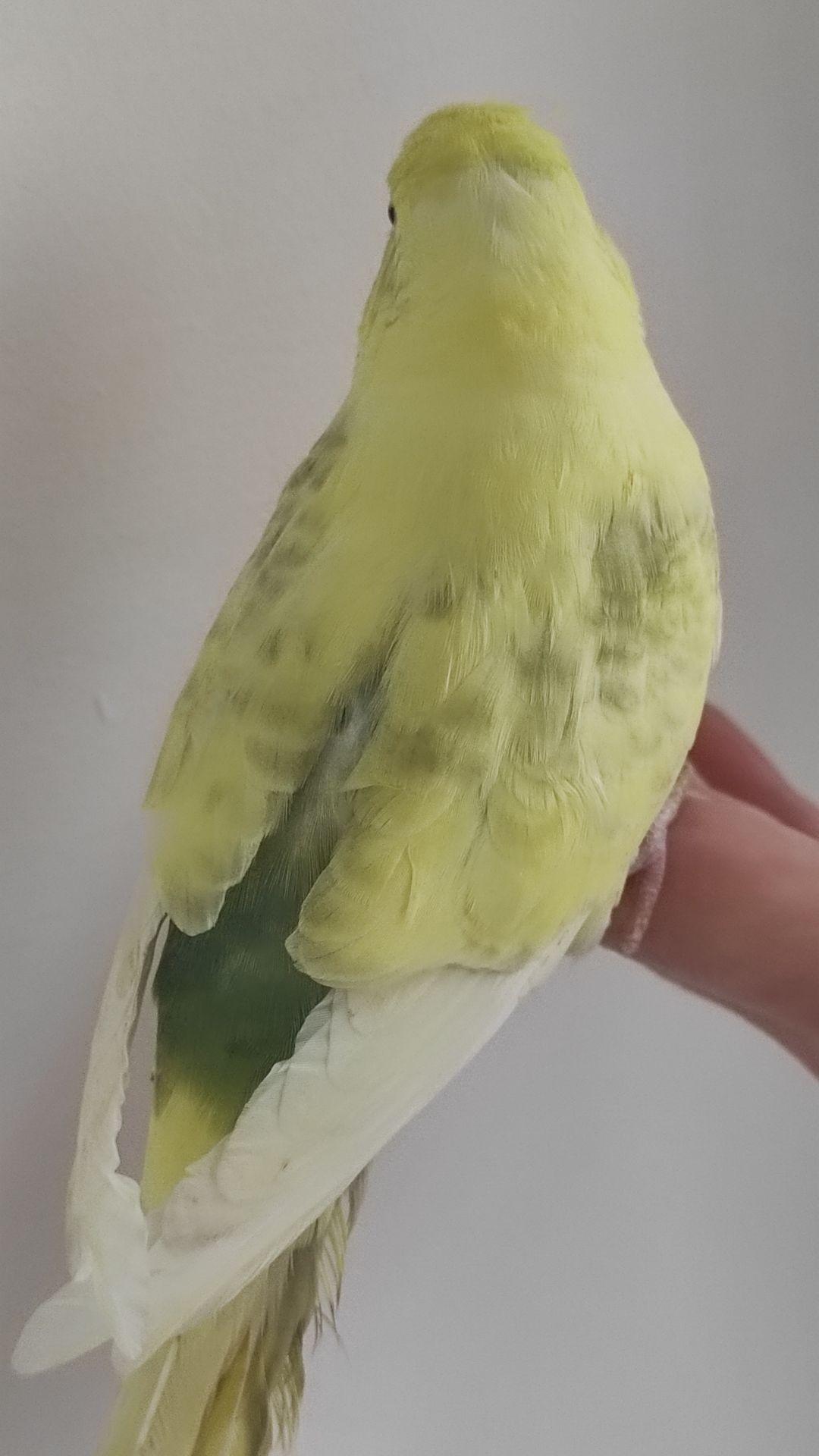 Продам радужных волнистых попугайчиков