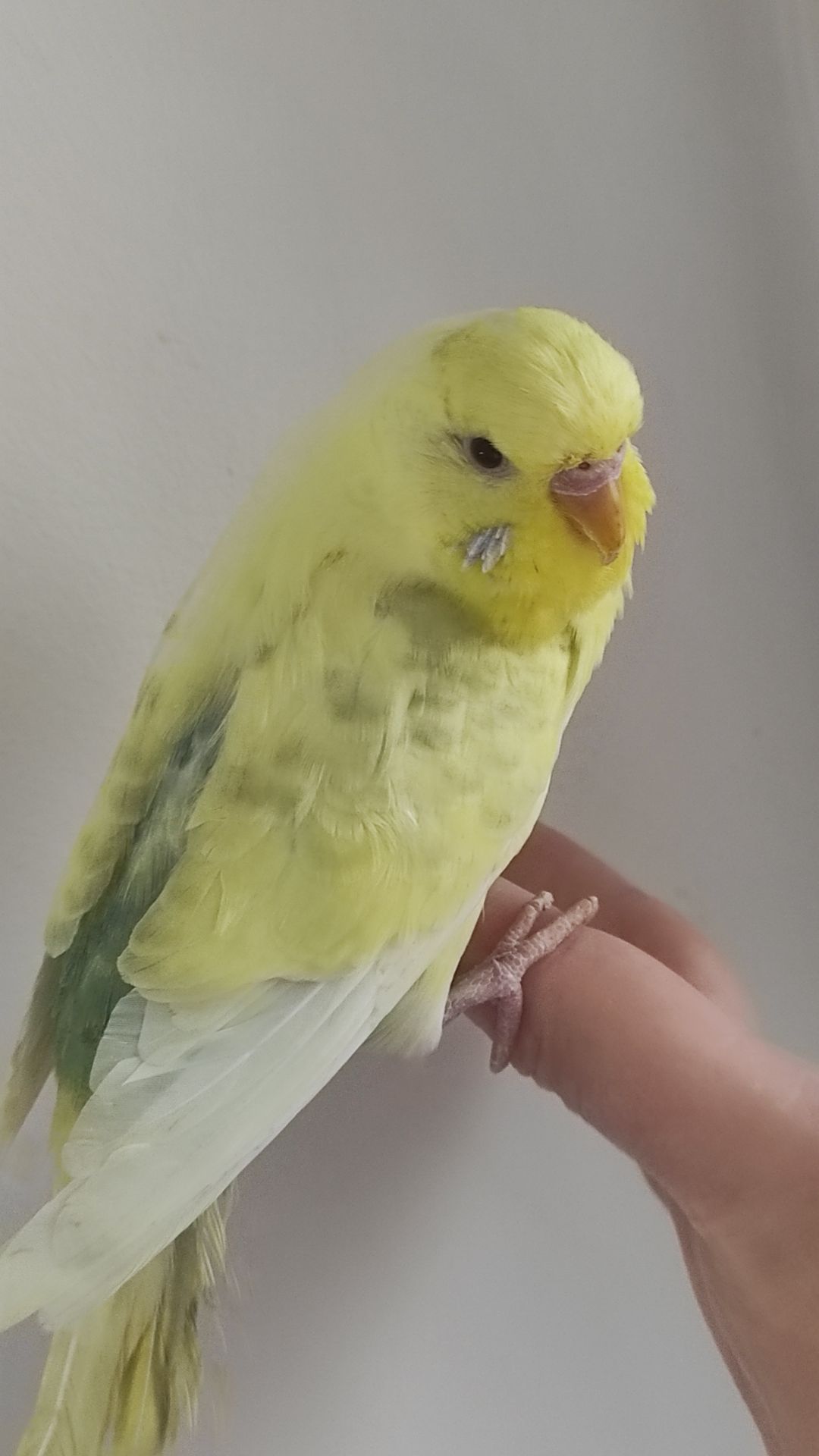 Продам радужных волнистых попугайчиков