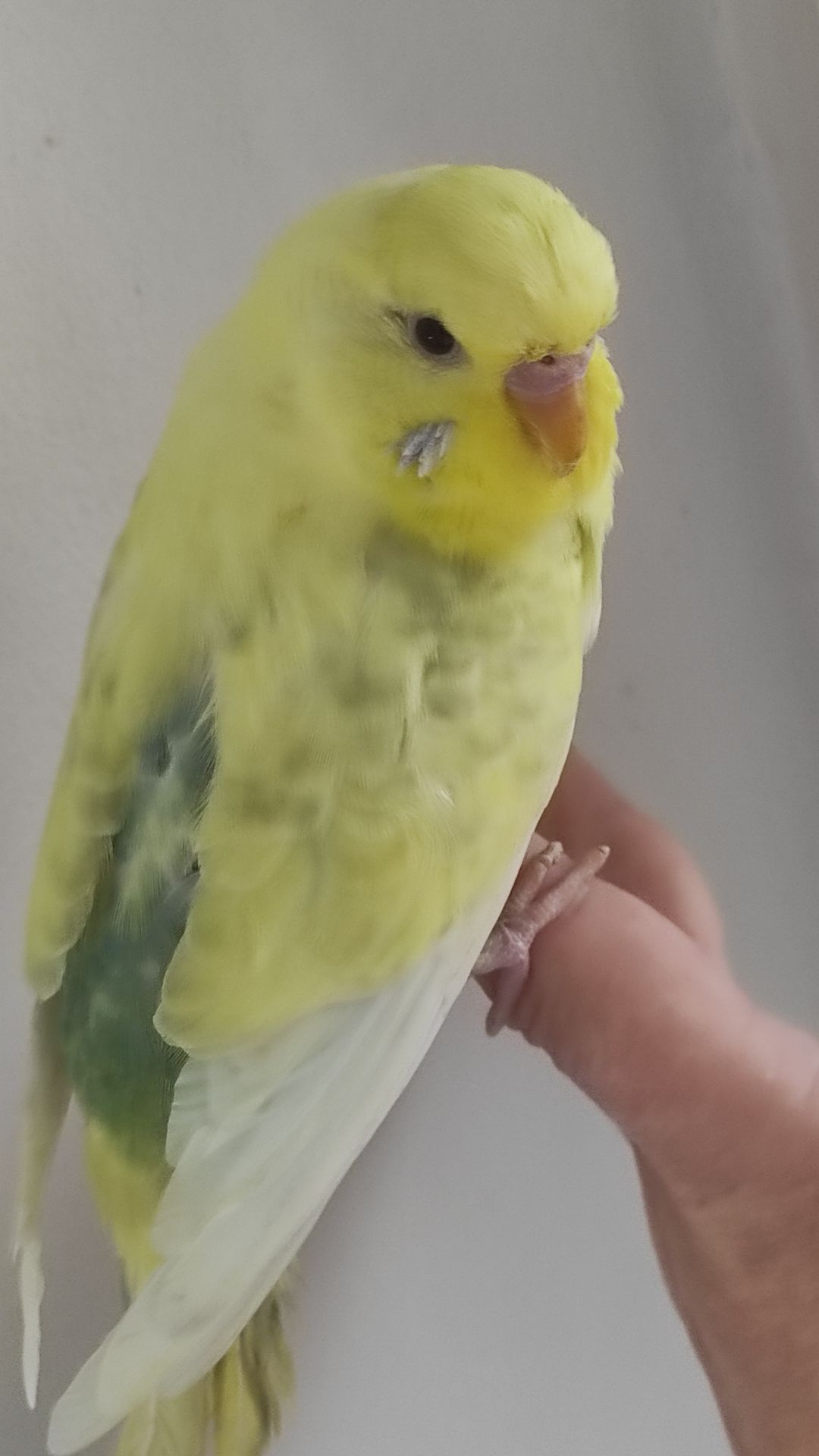 Продам радужных волнистых попугайчиков