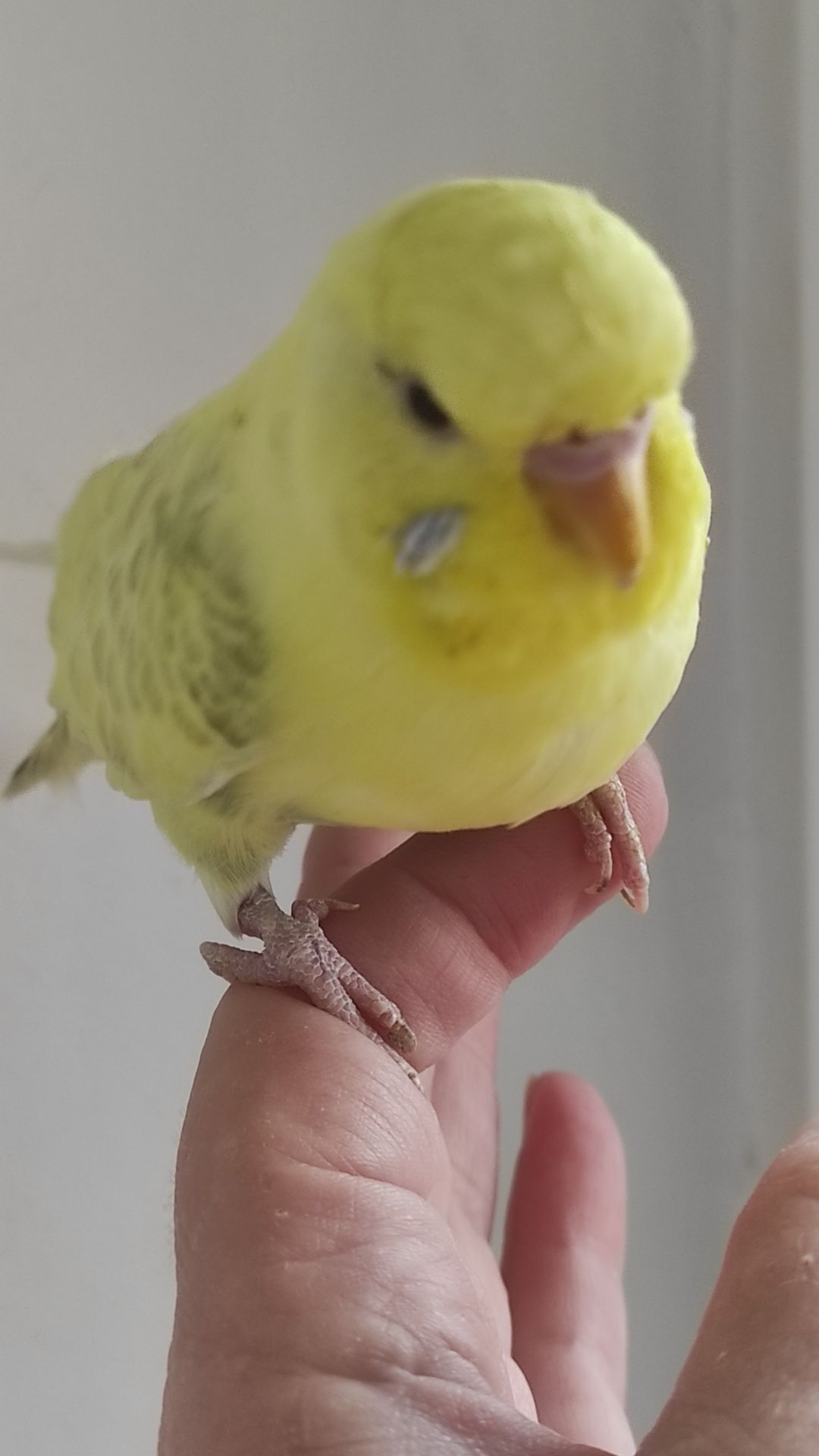 Продам радужных волнистых попугайчиков