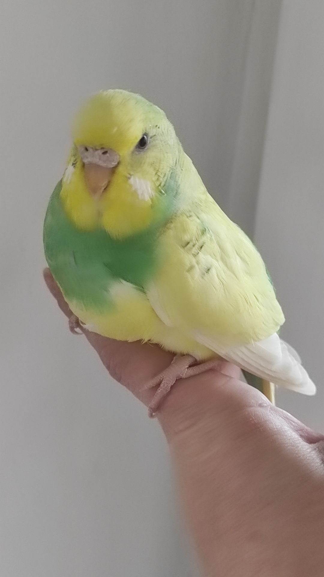 Продам радужных волнистых попугайчиков