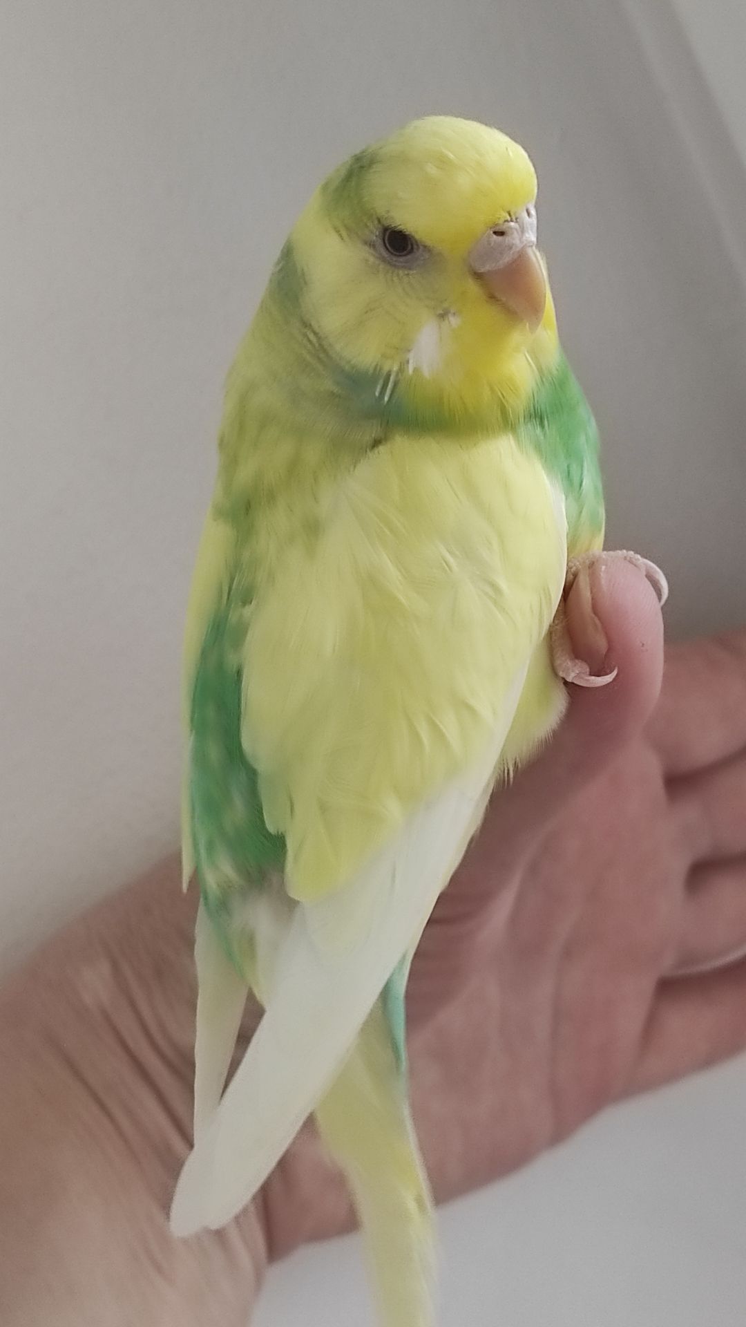 Продам радужных волнистых попугайчиков