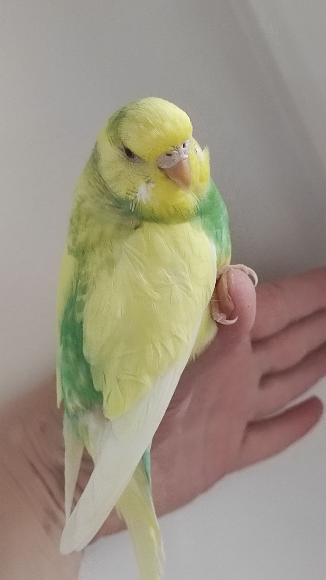 Продам радужных волнистых попугайчиков