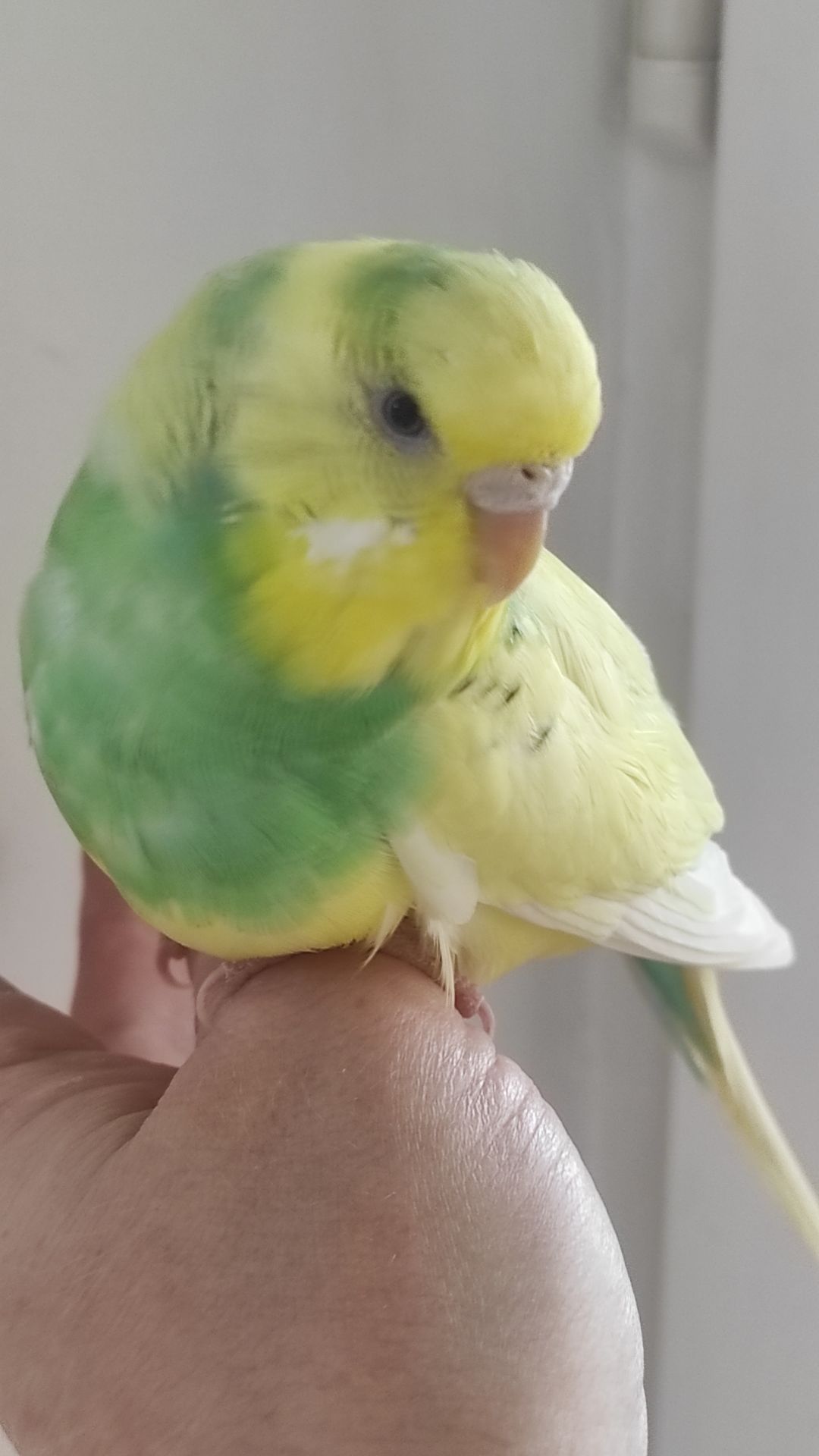 Продам радужных волнистых попугайчиков