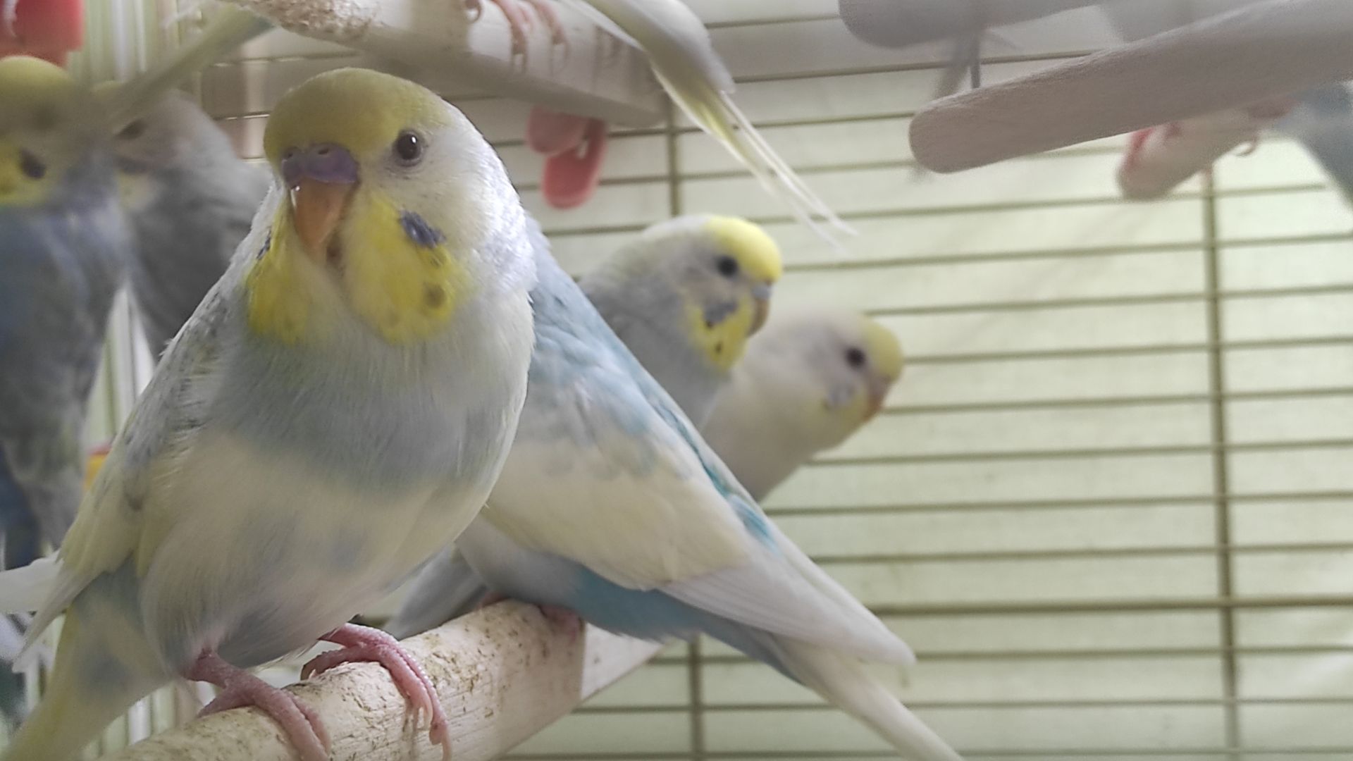 Радужные волнистые попугайчики