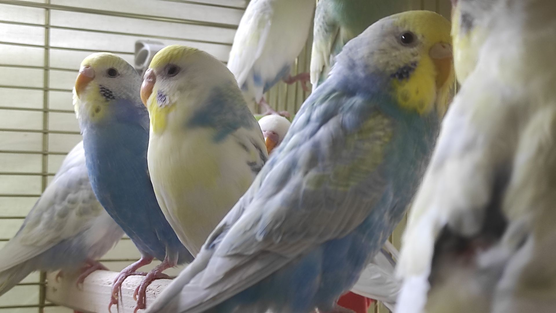 Радужные волнистые попугайчики