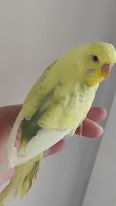 Продам радужных волнистых попугайчиков