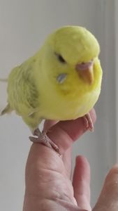 Продам радужных волнистых попугайчиков