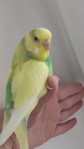 Продам радужных волнистых попугайчиков