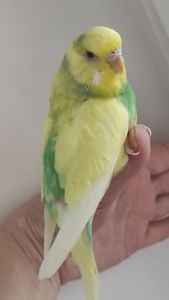 Продам радужных волнистых попугайчиков