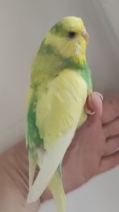 Продам радужных волнистых попугайчиков