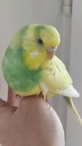 Продам радужных волнистых попугайчиков