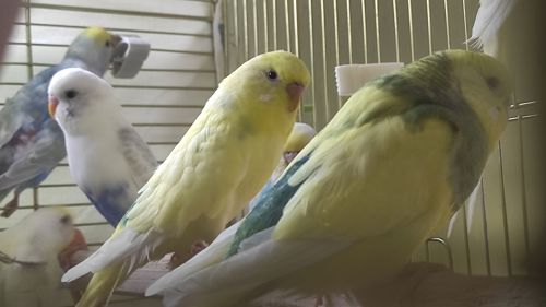 Радужные волнистые попугайчики