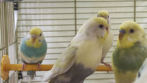 Радужные волнистые попугайчики