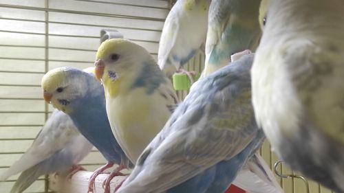 Радужные волнистые попугайчики