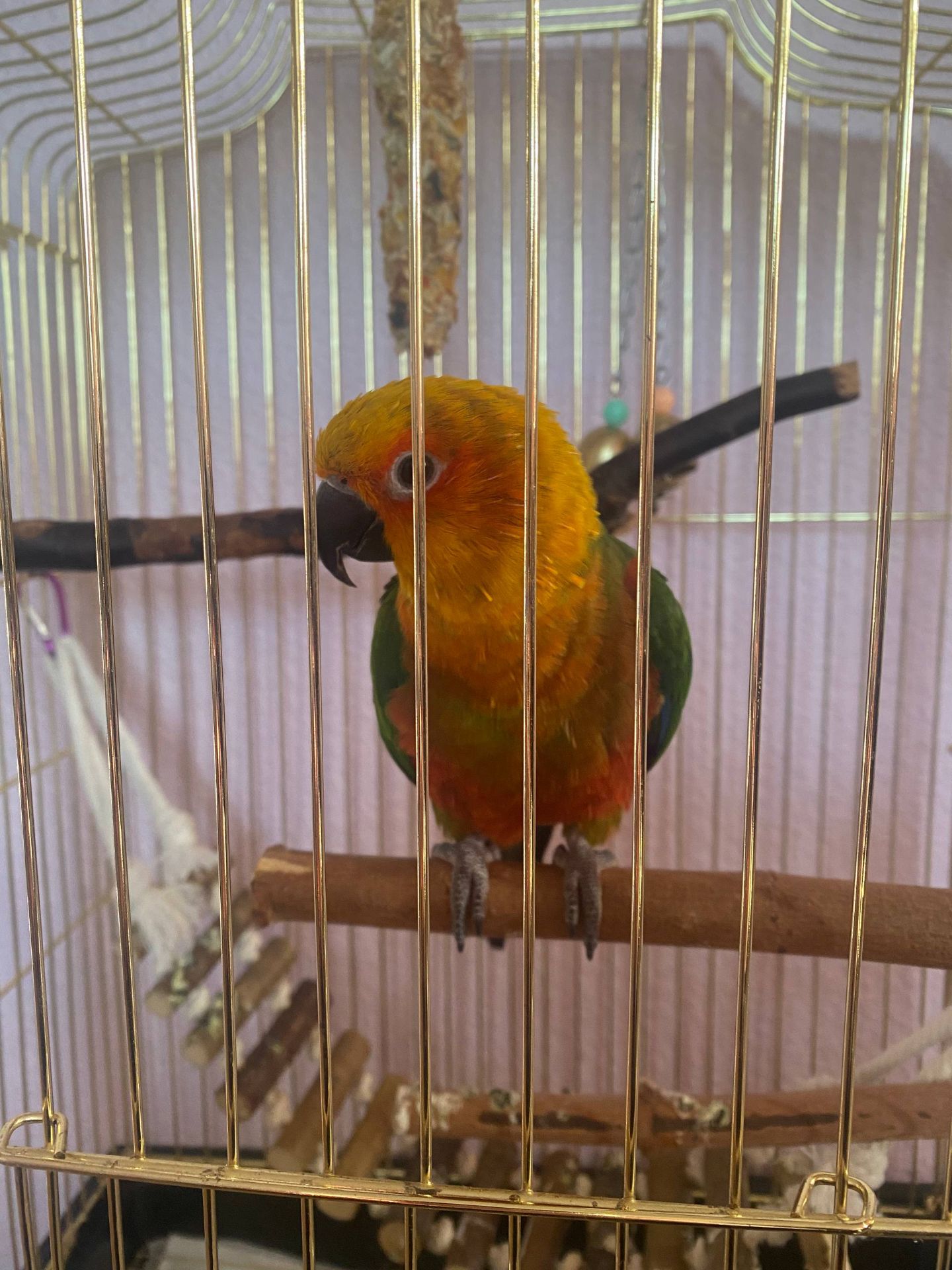 Сонячний аратинга, 1 рік — яскравий друг з кліткою та документами!