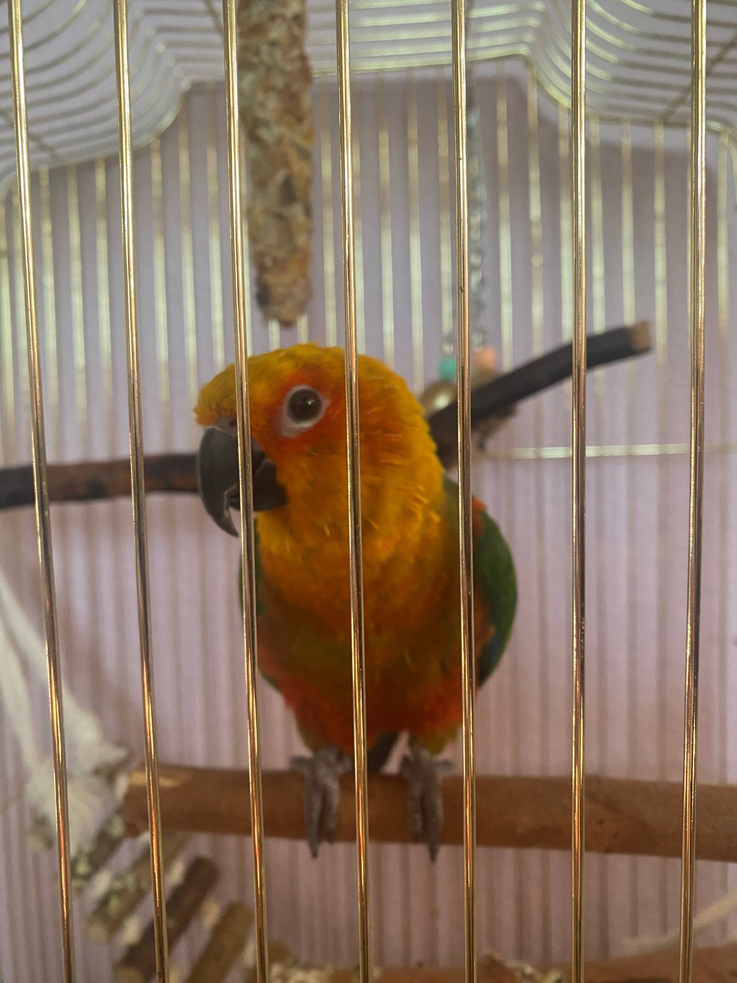 Сонячний аратинга, 1 рік — яскравий друг з кліткою та документами!